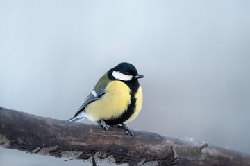Great tit sitting on the tree, Parus major in Belarus