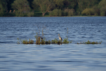 Grey heron fishing in the water, Ardea cinerea