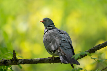 Wood pigeon, a bird in the forest