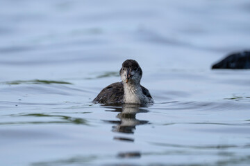 young Eurasian coot in water, Fulica atra