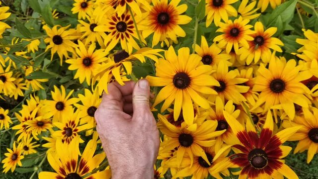 man harvests a bed of rudbeckias for a flower shop. summer decoration for a vase or puget