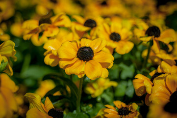 Rudbeckia flowers with yellow petals against a blurred garden background.