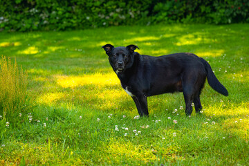 2024-07-12 A PROFILE SHOT OF A BLACK LABRADOR BLUE HEELER MIX WITH BRIGHT EYES AND A STERN LOOK...