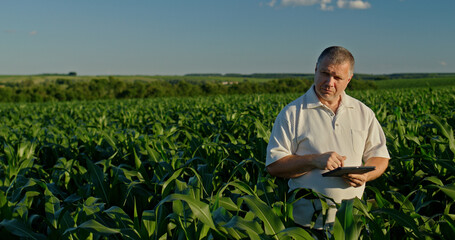Farmer using a tablet, standing in the distance among green corn © StockMediaSeller