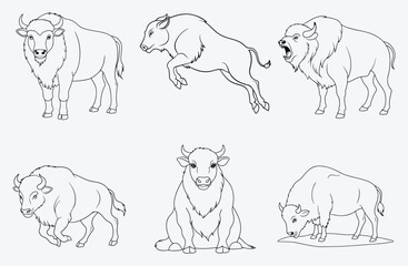 Majestic Bison Line Art Collection
