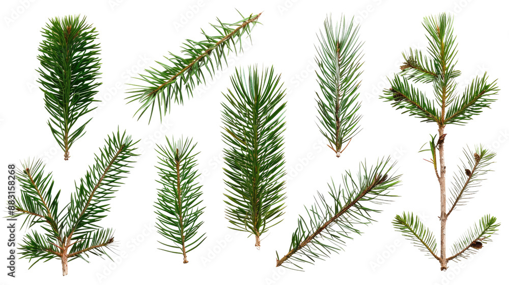 Wall mural collection of coniferous twigs on a transparent background