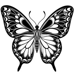 butterfly illustration