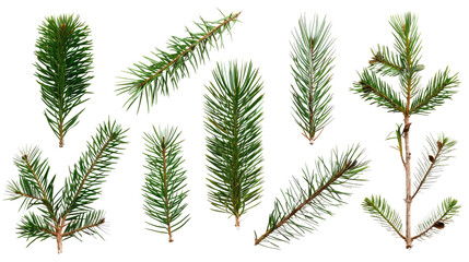 Collection of coniferous twigs on a transparent background