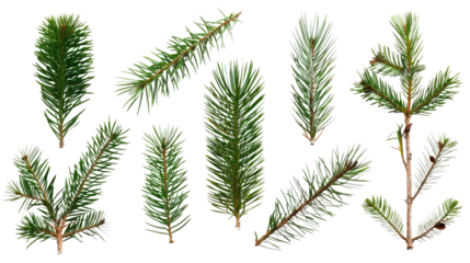 Collection of coniferous twigs on a transparent background