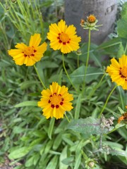 yellow flowers in the garden