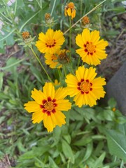 yellow flowers in the garden