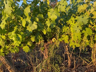 yellow leaves on a wall
