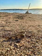 beach in the morning