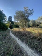 olive tree by the roadside