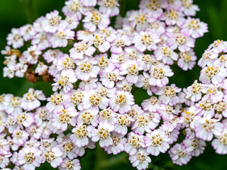 Fototapeta premium Closeup of white flowers of Achillea Peardrop