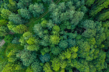 Naklejka premium Malnik wieża widokowa lato 2024