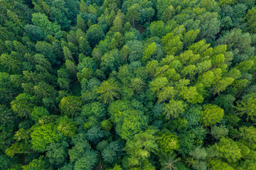 Malnik wieża widokowa lato 2024 © Maciej G. Szling