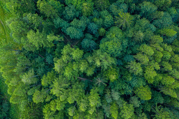 Malnik wieża widokowa lato 2024 © Maciej G. Szling