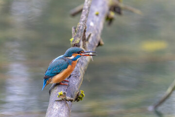 Eisvogel mit Fisch