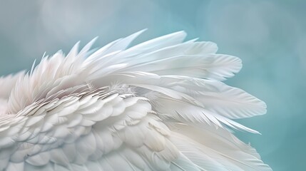 Fototapeta premium Airy soft fluffy wing bird with white feathers close-up of macro pastel blue shades on white background. Abstract gentle natural background with bird feathers macro with soft focus. 
