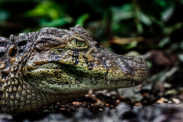 Broad-snouted caiman. Latin name - Caiman latirostris	
