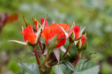 red rose in the garden