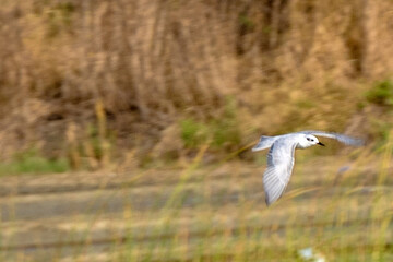 A white seagull with outstretched wings.