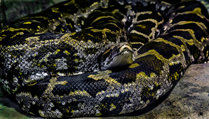 Indian rock python. Latin name - Python molurus