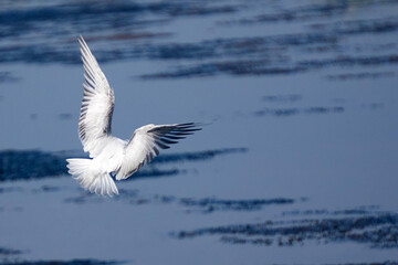 A white seagull with outstretched wings.