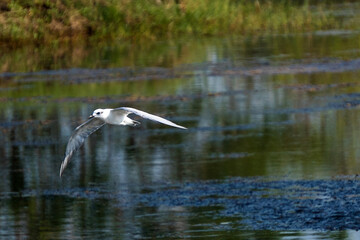A white seagull with outstretched wings.