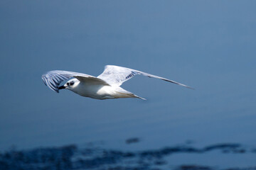 A white seagull with outstretched wings.