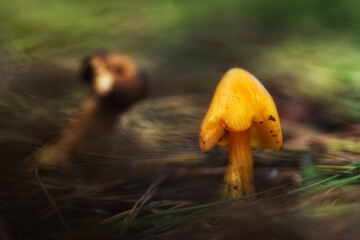 Yellow mushroom of the hygrocibe species growing in a pine forest in Getxo, Bizkaia