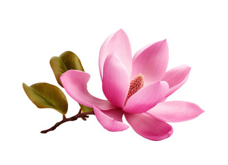 Fototapeta premium Pink spring magnolia flowers branch isolated.With clipping path.