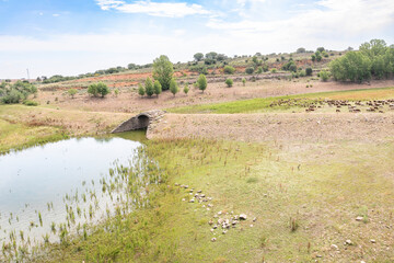 sheep grazing in a rural landscape at Embalse de Ricobayo near San Cebrian de Castro, province of Zamora, Castile and Leon, Spain