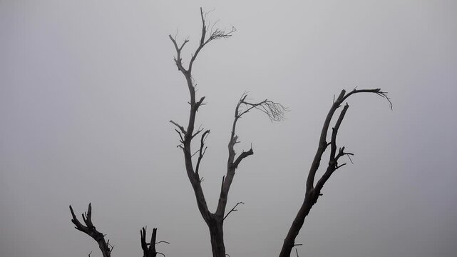Dead tree in fog