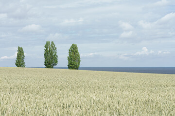 Landwirtschaft an der Ostseeküste