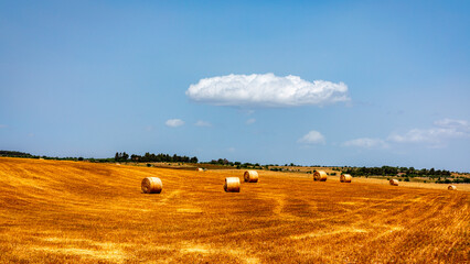 Fototapeta premium A walk in the national park of Alta Murgia in Puglia (Italy).