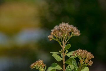 Fototapeta premium Garberia heterophylla flower with a yellow center and fuzzy white stamen.