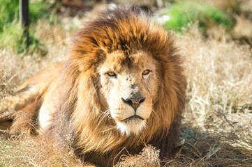 草の上に座り込んで休む雄ライオン