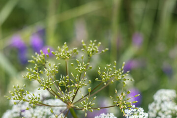 Obraz premium flowers in the garden