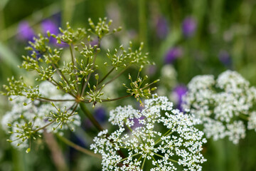 Obraz premiumclose up of small bald flowers with green leaves