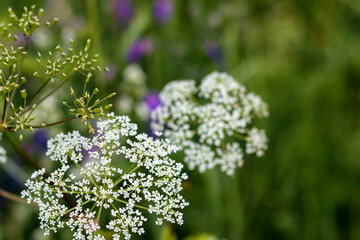 
close up of small bald flowers