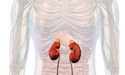 Kidney carcinoma gene mutation Adrenal Disorder with Addison’s or Cushing’s syndrome Adrenocortical and Corticosteroid congenital adrenal hyperplasia