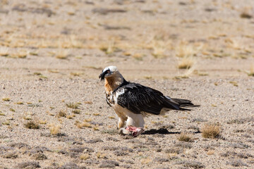 Beobachtung eines Bartgeiers neben einem Schafskopf