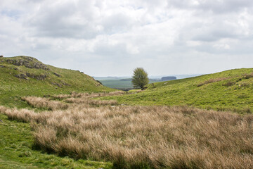 Rushes growing in a small wetland in the hilly grasslands of Northumberland National Park in Northern England