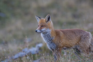 ein vorwitziger Fuchs auf besuch