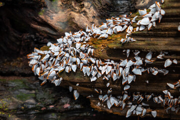 A group of goose barnacles, sea shells stick to a log on the shore