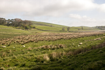 Grasslands in Northern England.