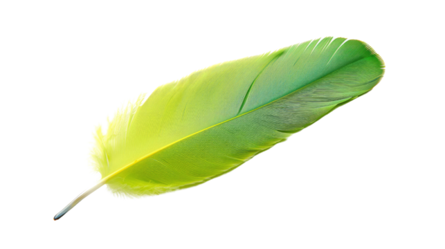 Green feather on transparent background