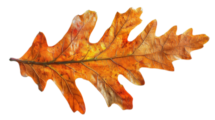 Close-up of a single autumn oak leaf , the beauty of autumn fall season